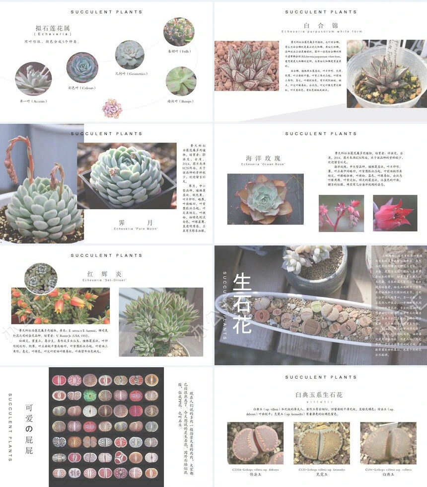 森系小清新通用PPT模板(19)